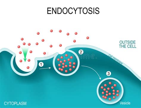 Phagocytosis stock illustration. Illustration of digestive - 38904896