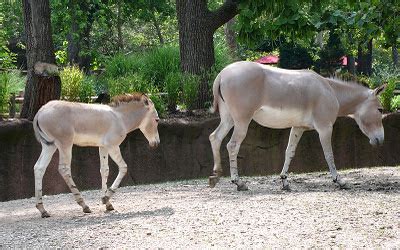 Musings of a Biologist and Dog Lover: Drawing Animals: Somali Wild Ass