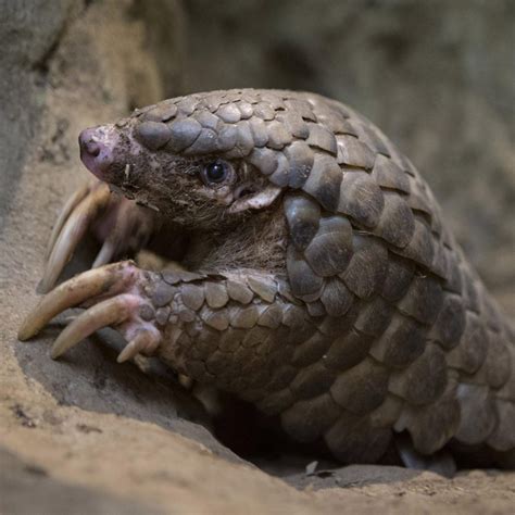 Chinese Pangolin – Endangered Wildlife