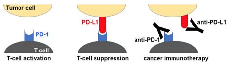 Advancing Precision Medicine: In Vitro Potency Assays for Evaluating the Function of anti-PD-1 ...