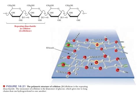 Polysaccharides Cellulose