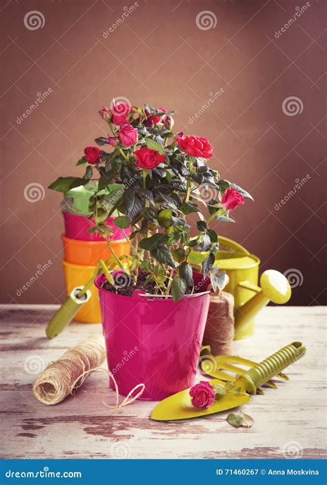 Red Roses Flowers with Gardening Tools Stock Image - Image of rose ...