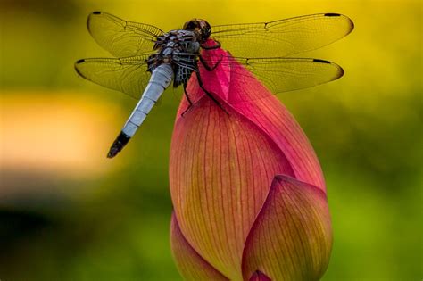 A dragonfly resting on a closed pink lotus flower at a Temple in Kyoto ...