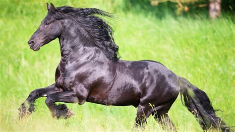 Friesian horse: the history and hallmarks of this stunning Dutch breed