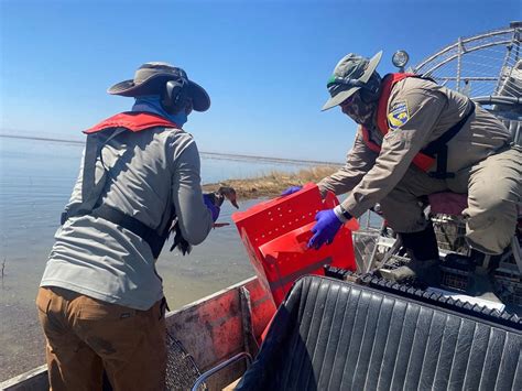 CDFW News | Efforts Intensify to Assist Avian Botulism-Affected Birds at Tulare Lake