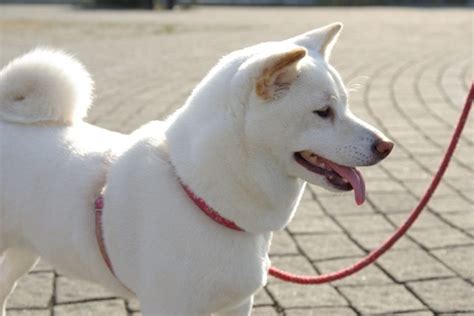 Japanese Akita Inu Info, Temperament, Puppies, Pictures