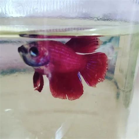 Betta Fish, Size: Juvenile at Rs 350/piece in Visakhapatnam | ID: 2852735430262