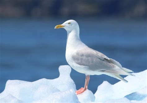 30 Types of Seagulls: A Fascinating Look at Their Diversity