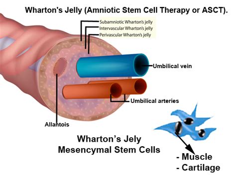 Stem Cell| Virginia Beach - Coastal Virginia Spine & Pain Center