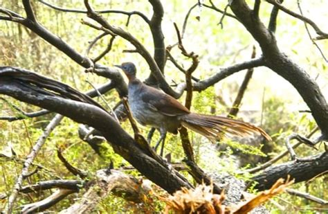 Lyrebird - Description, Habitat, Image, Diet, and Interesting Facts