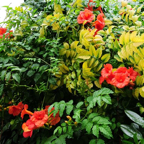 Trumpet Vine, Trumpet Creeper seeds - Campsis radicans – Garden Seeds Market | Free shipping