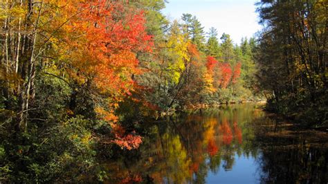 Wings & Wildflowers: Fall Foliage in Asheville, NC