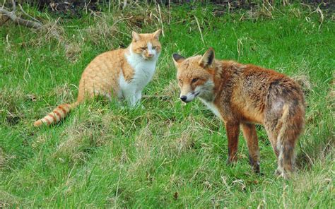 Are Foxes More Like Cats Or Dogs In Their Behaviors