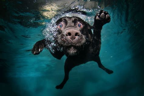 underwater, Swimming, Dog, Animals Wallpapers HD / Desktop and Mobile ...