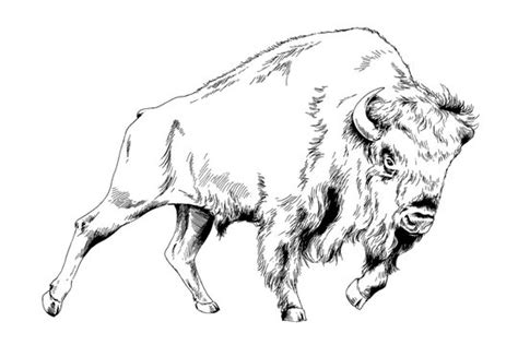 Buffalo Animal Drawing