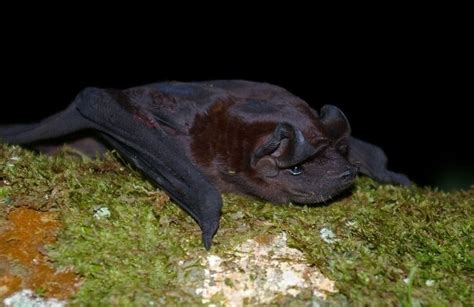 Molossus (bat) - Alchetron, The Free Social Encyclopedia