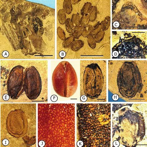 Nuphar carlquistii DeVore, Taylor & Pigg sp. nov. and extant Nuphar sp.... | Download Scientific ...