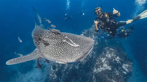 Whale Sharks diving in the Similan Islands| Deep Andaman Queen