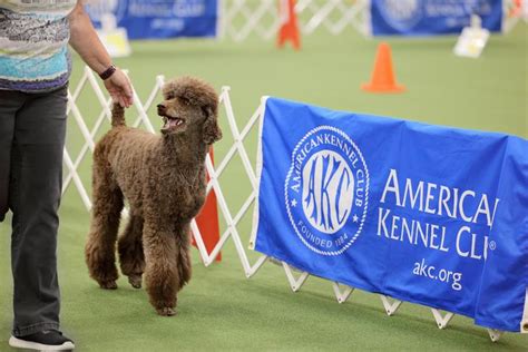 How to Attend a Dog Show as a Spectator