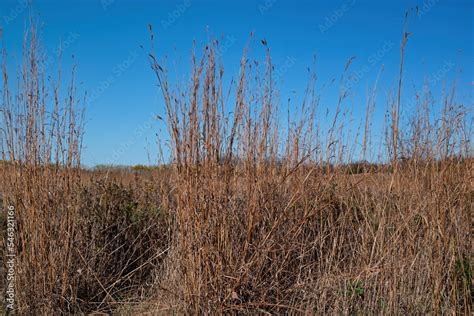 A stand of big bluestem in the autumn sun. It is a species of tall grass native to the Great ...