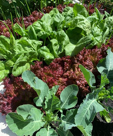 Vegetables to grow in shade: 10 best crops for shady spots | Homes & Gardens