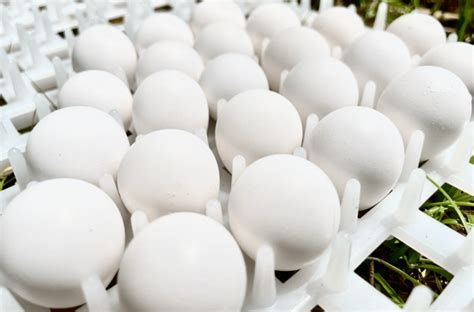 Northern Bobwhite Quail Hatching Eggs - Twenty - Godfather Quail Farm