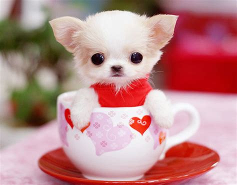 The Truth About The Teacup Chihuahua - Animalso