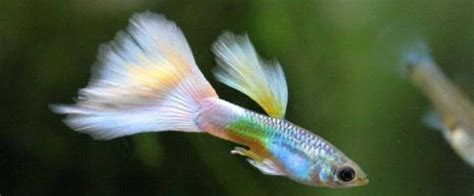 11 White Cloud Mountain Minnow Tank Mates (With Pictures) | Aqua Movement