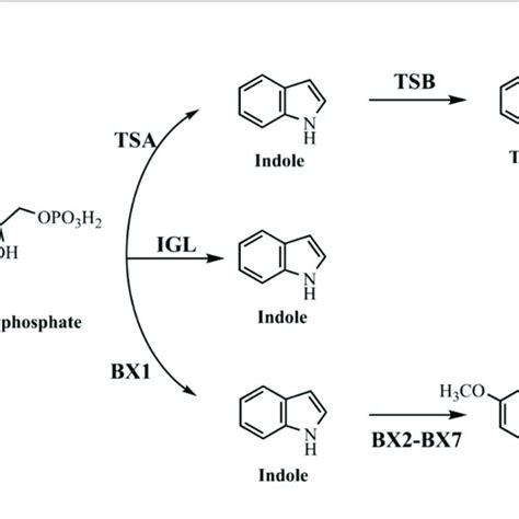 | Summary of indole aerobic degradation pathways. A, a Gram-negative... | Download Scientific ...