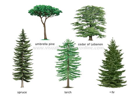 PLANTS & GARDENING :: PLANTS :: CONIFER :: EXAMPLES OF CONIFERS image - Visual Dictionary Online