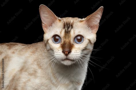 Close-up White Bengal Cat with Blue eyes Looking in Camera on isolated ...