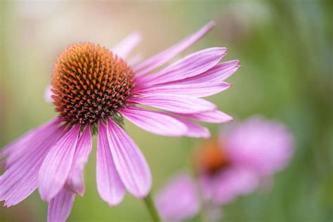 17 Best Perennials That Offer Long Bloom Periods