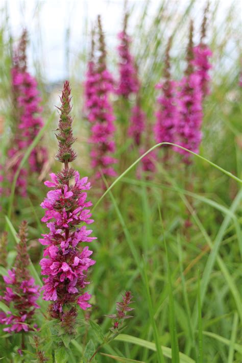 Love that spire...'lythrum salicaria' | Planten, Vaste planten, Bloemen