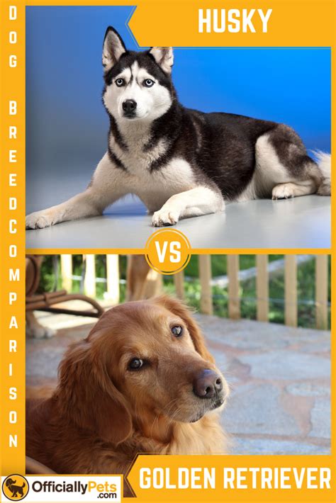 Husky vs Golden Retriever - A Detailed Comparison of Both Dog Breeds | Husky vs Golden Retriever ...
