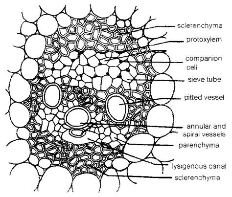 Monocot Stem Labelled Diagram