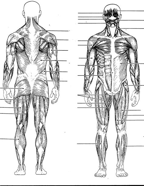 Muscular System Diagram Worksheet