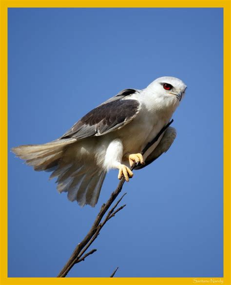 Black Shouldered Kite | Prey, Kite, Bald eagle