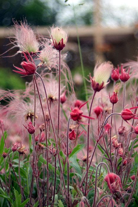 Geum triflorum - Prairie Smoke