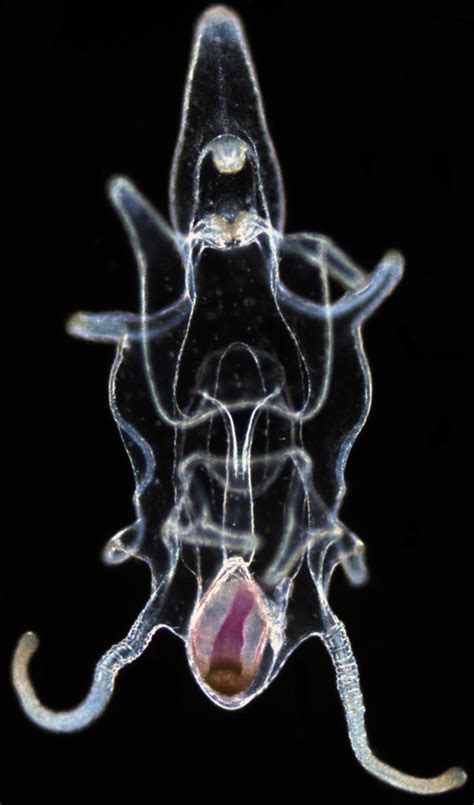 Invertebrate Embryology: Brachiolaria larva of Pisaster ochraceus