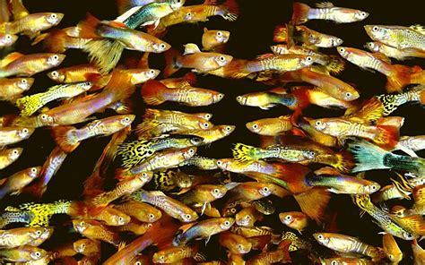 How to Stop Guppies from Breeding? (9 Effective Ways & FAQ)