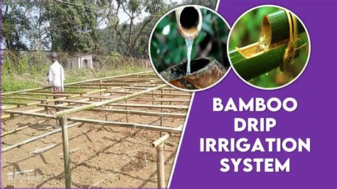 Bamboo Drip Irrigation System in India : a unique Setup