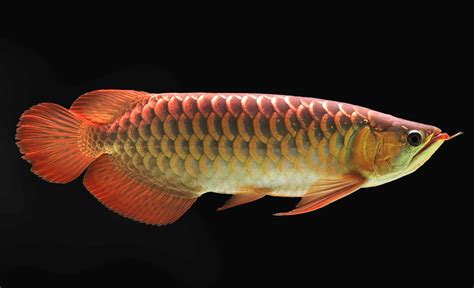 Arowana Fish | Ultimate Guide to Arowana Types & Price - Fish Laboratory