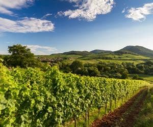 Pfalz Wine Regions