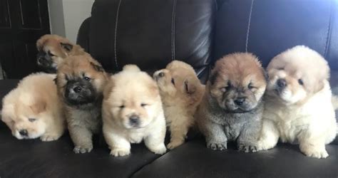 Chow Chow Puppies for Sale Antipolo - Philippines Buy and Sell Marketplace - PinoyDeal