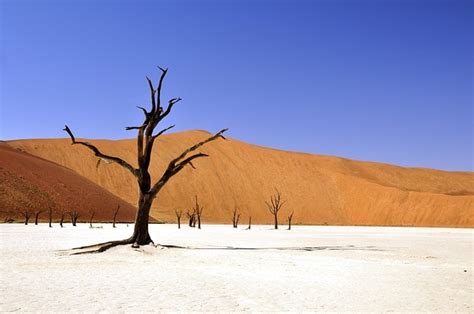 Desert Biome: Climate, Precipitation, Location, Seasons, Plants, Animals | Earth Eclipse