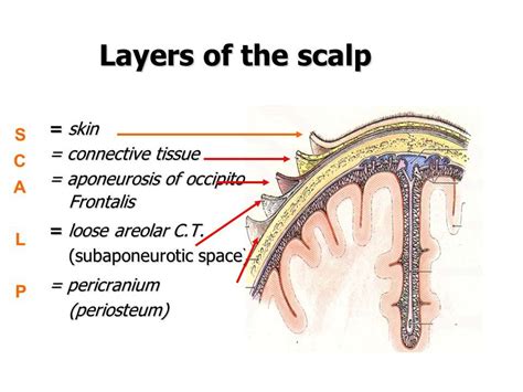 SCALP The scalp refers to the layers of skin and subcutaneous tissue ...