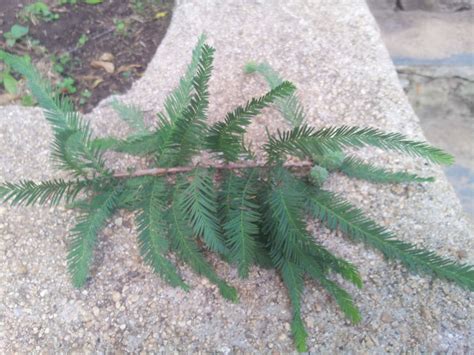 identification - What is this cone-shaped tree? - Gardening & Landscaping Stack Exchange