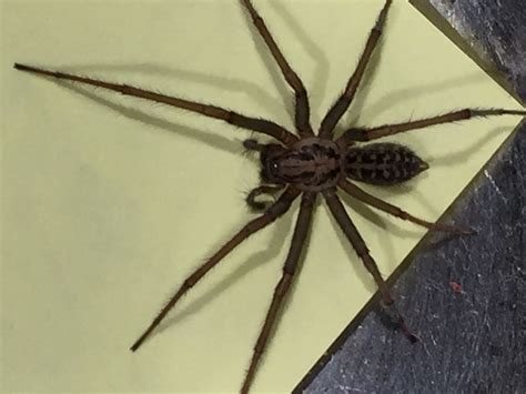 Eratigena duellica (Giant House Spider) in Portland , Oregon United States