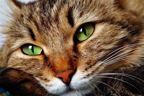 What is a Moggy? - Cat-World