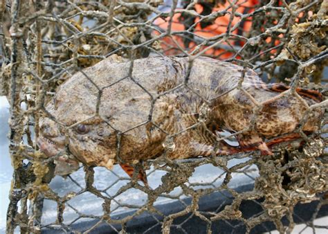 Bycatch [IMAGE] | EurekAlert! Science News Releases